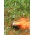Dymna mina naciskowa MN-1 pomarańczowa